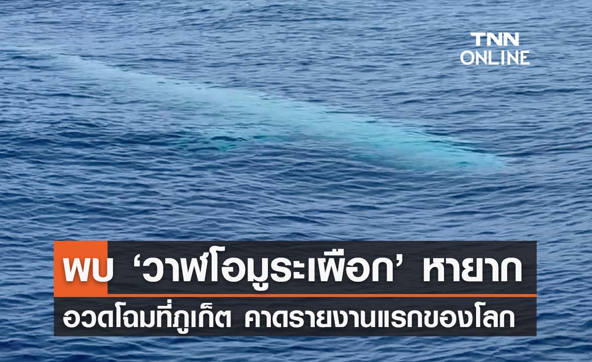 พบ ‘วาฬโอมูระเผือก’ หายาก แหวกว่ายทะเลภูเก็ต คาดเป็นรายงานแรกของโลก