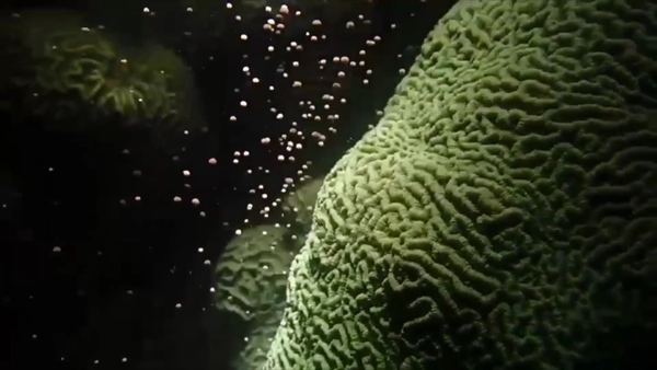 ภาพหาดูยาก “ปะการังปล่อยไข่” อุทยานแห่งชาติหมู่เกาะอ่างทอง