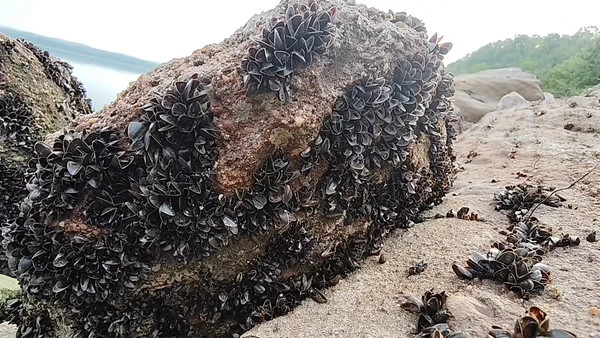 อัศจรรย์"สุสานหอยนับแสน"โผล่หาดมูลบน "อันซีนโคราช" | เรื่องดีดีทั่วไทย | 23-04-68