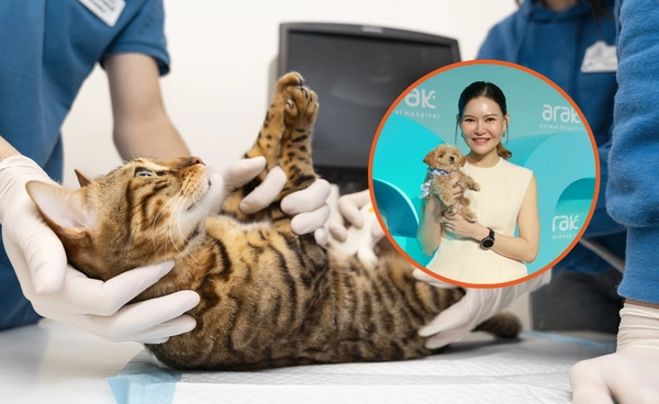 AI เสริมพลัง MRI วินิจฉัยสัตว์เลี้ยงเร็วขึ้น แม่นยำขึ้น