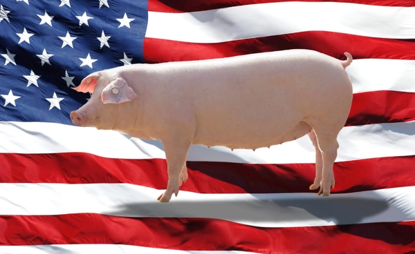 เมื่อผู้เลี้ยงหมูไทย กลายเป็น "เดอะ แบก"  ใครได้-เสีย จากเกมการค้า “ภาษีทรัมป์” 