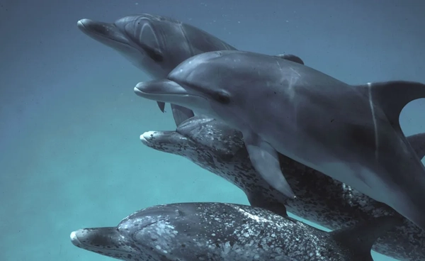 กูเกิลพัฒนา AI “DolphinGemma” ก้าวแรกสู่การสื่อสารกับโลมา