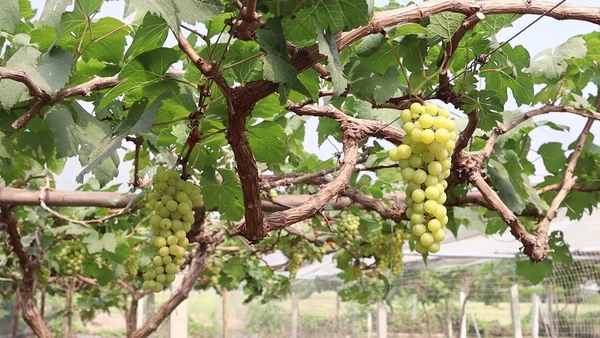 ปลูกองุ่นปลอดสารแบบไร้รุ่น ขายได้ตลอดปี | เรื่องดีดีทั่วไทย | 19-03-25