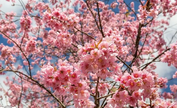 สวยสะกดตา “นางพญาเสือโคร่ง” บานสะพรั่ง บ้านใหม่ร่องกล้า จ.พิษณุโลก