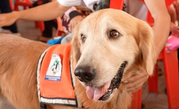 สุนัขฮีโร่ "K9” จากหมากู้ชีวิตเหยื่อแผ่นดินไหว สู่น้องหมาฮีลใจให้เหล่าญาติรอหวัง