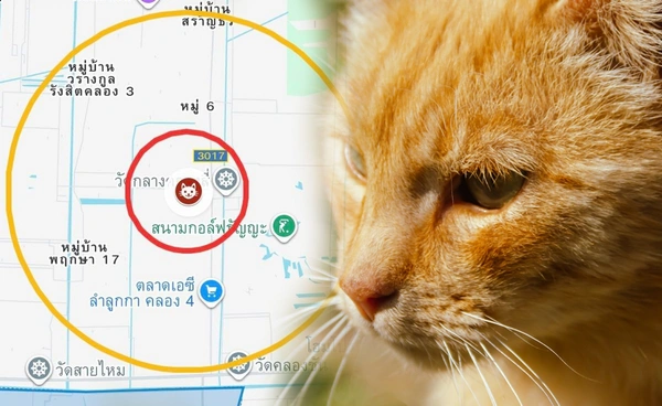 ประกาศเขตพื้นที่โรคระบาด 3 ตำบล-เขตสายไหม พบแมวป่วยพิษสุนัขบ้า