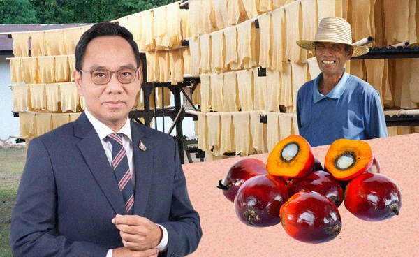 รัฐปูพรมลุยตรวจสต๊อก"ยาง-ปาล์มน้ำมัน"