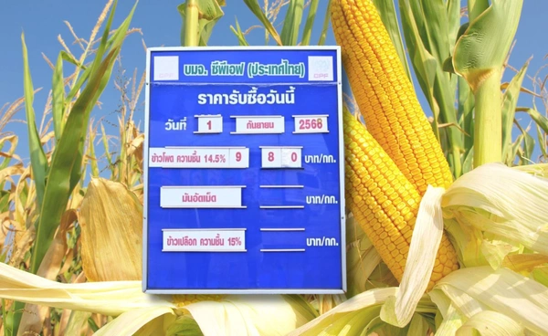 พาณิชย์คุมโรงงานอาหารสัตว์ รับซื้อข้าวโพด 9.80 บาท/กก.