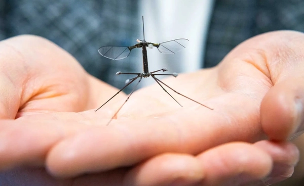 หุ่นยนต์ผึ้ง “RoboBee” บินลงจอดได้ดีขึ้นด้วยแรงบันดาลใจจากขาแมลงวันเครน
