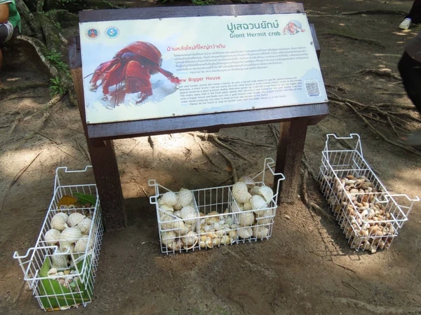 คืนบ้านให้ “ปูเสฉวน” ชวนบริจาคเปลือกหอยฝาเดียว สร้างที่อยู่ให้ปูในเกาะสิมิลัน