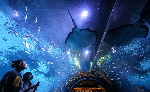 ชวนเที่ยว Aquaria Phuket ร่วมสัมผัสชีวิตฝูงปลานานาพันธ์ุพร้อมดำดิ่งสู่โลกใต้ทะเล