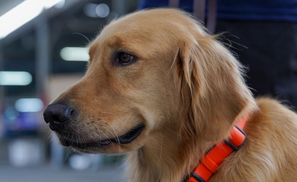 “สุนัข K9” เก่งกาจแค่ไหน ต้องฝึกหนัก ทำภารกิจอะไรบ้าง กว่าจะเป็น “หมาฮีโร่” ยามฉุกเฉิน