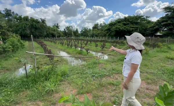 "เกษตรทำเงิน"เปลี่ยนที่นา 2 ไร่มาปลูกฝรั่งปลดหนี้  | เรื่องดีดีทั่วไทย | 10-09-68