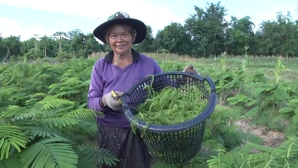 "ปลูกชะอม" อาชีพทำเงินคนกาฬสินธุ์  10 ไร่ โกยรายได้วันละ10,000 บาท  | เรื่องดีดีทั่วไทย | 23-04-68