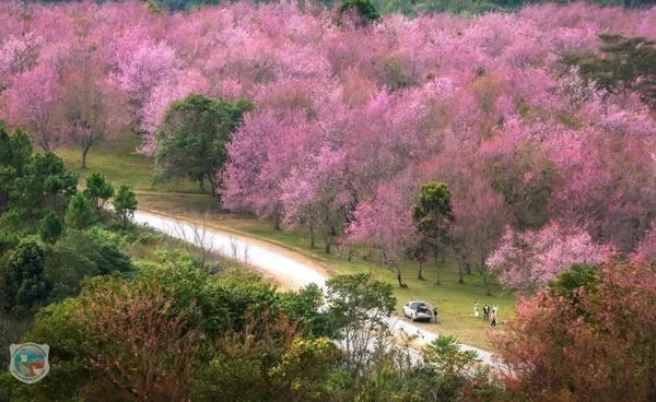 ภูเขาสีชมพูที่ "ภูลมโล" แหล่งซากุระใหญ่ที่สุดในเมืองไทย