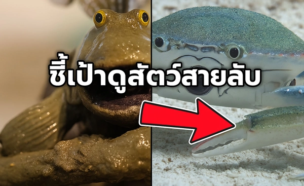 ชี้เป้าดูสารคดี “สัตว์สายลับ” หมึกสายลับ ปูสายลับ ชมยาวๆช่วงสงกรานต์
