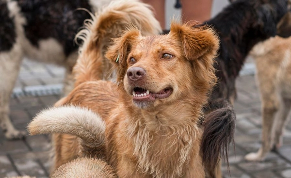 เปิด 9 สายพันธุ์ “สุนัขฮีโร่” น้องตัวไหนบ้าง เหมาะขึ้นแท่น K9 