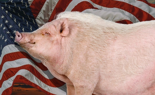 ภัยจาก “หมูอเมริกา” เสี่ยงทำลายอุตสาหกรรมหมูไทย จนชาติหมดความมั่นคงทางอาหาร