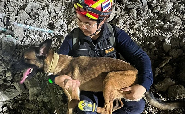 สุนัข K9 เคียงบ่าเคียงไหล่กู้ภัย ค้นหาผู้รอดชีวิตตึกถล่ม เปลี่ยนกำลัง 24 ชม.