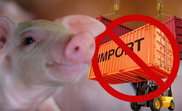 เกษตรกรเลี้ยงหมู จ่อบุกทำเนียบฯ ค้านนำเข้าหมู ก่อนอาชีพล่มสลาย