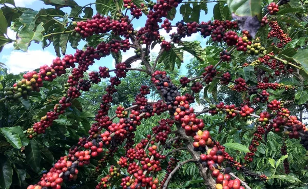 วิกฤตอากาศกระทบกาแฟบราซิล เกษตรกรเร่งปรับตัวสู่ความยั่งยืน