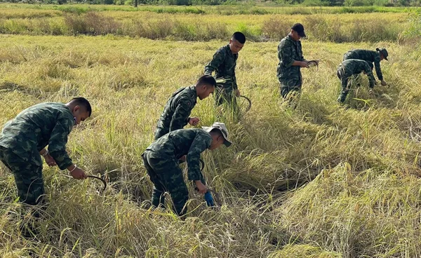กองกำลังบูรพาช่วยชาวอรัญประเทศลงแขกเกี่ยวข้าวชายแดน