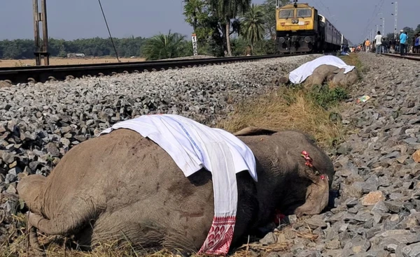 รถไฟอินเดีย  พุ่งชน “โขลงช้างป่า” ตาย 7 ตัว