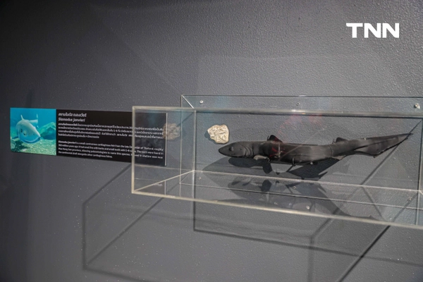 รูป-‘Thainosaur’ เมื่อไดโนเสาร์ไทยกลับมามีชีวิตอีกครั้ง สมจริงทุกรายละเอียด อวดสีสันแท้ที่โลกไม่เคยรู้ -15