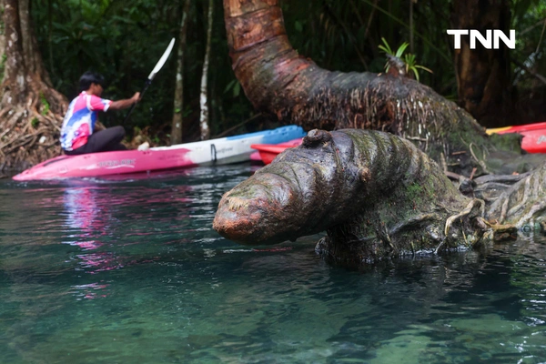 รูป-ตามรอย “Jurassic World” พายคายัคชมธรรมชาติที่ “คลองหรูด” จ.กระบี่-21