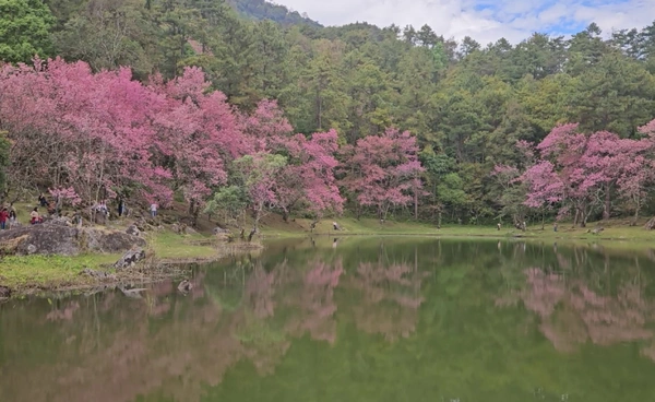 “ดอกพญาเสือโคร่ง” บานสะพรั่งต้อนรับปี 69