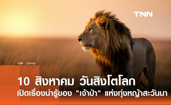 10 สิงหาคม วันสิงโตโลก เปิดเรื่องน่ารู้ของ "เจ้าป่า" นักล่าผู้ยิ่งใหญ่แห่งทุ่งหญ้าสะวันนา