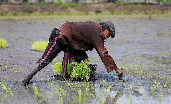 ชาวนาอีสานเสี่ยงหนัก!  “โรคไข้ดิน” พุ่งสูงช่วงฤดูฝน  เตือนอย่าชะล่าใจ