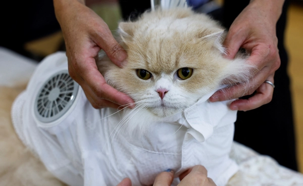 ไอเดียสุดว้าว! ญี่ปุ่นคิดค้น “เสื้อติดแอร์” ช่วยสัตว์เลี้ยงฝ่าฤดูร้อน