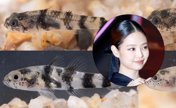 นักวิทย์จีนค้นพบ “ปลาพันธุ์ใหม่” ให้ชื่อตาม “JENNIE BLACKPINK”