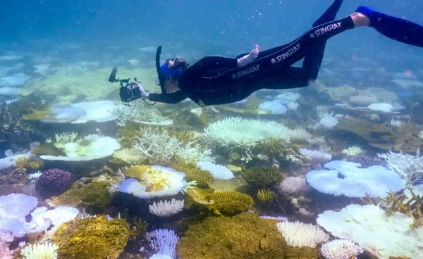 “Great Barrier Reef” รอด ไม่ถูกขึ้นบัญชีมรดกโลกที่อยู่ในอันตราย