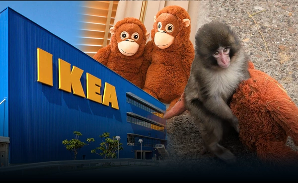 IKEA จับไวรัล "พันช์คุง" ลูกลิงผู้โดดเดี่ยวโปรโมตตุ๊กตาลิง