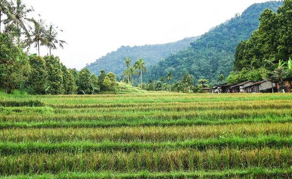 เทงบ 9.7 พันล้าน เร่งพัฒนาแหล่งน้ำลำปาง หนุนเกษตรกรภาคเหนือ