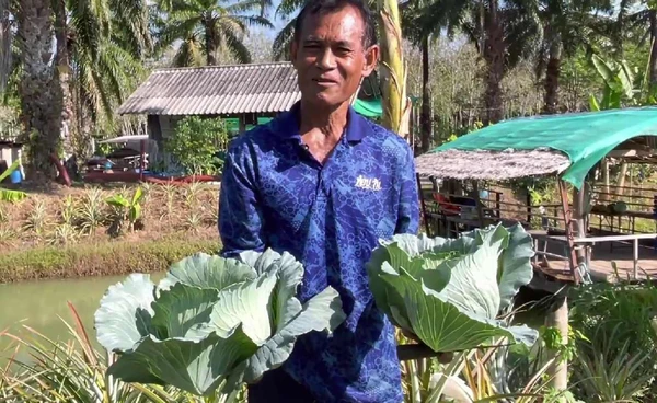 "เกษตรกรตรัง"ปลูกกะหล่ำปลี พืชเมืองหนาวสำเร็จในพื้นที่ภาคใต้  | เรื่องดีดีทั่วไทย | 24-2-69