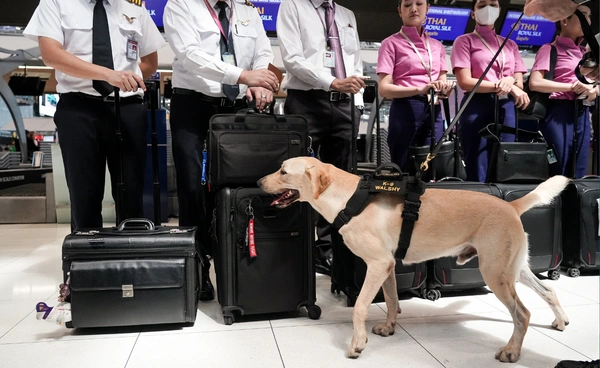 เปิดปฏิบัติการ K-9 สกัดยาเสพติดข้ามชาติ สนามบินสุวรรณภูมิ 