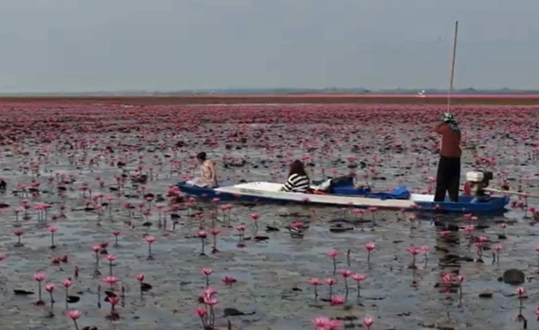 ตามรอย "ลิซ่า" ทะเลบัวแดงฟีเวอร์ จนเรือเล็กไม่พอ