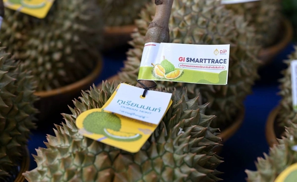 DIP ผุด “GI SMARTTRACE” ติด QR ทุเรียนนนท์พรีเมี่ยม ป้องกันสวมสิทธิ์