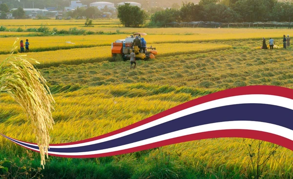 ข้าวไทยแพงสุดในโลกแต่ชาวนาไทยยังเดือดร้อนหนัก