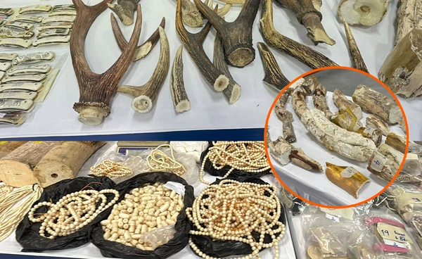 CIB เปิดปฏิบัติการ Broken Ivory ทลายขบวนการค้างาช้างข้ามชาติ