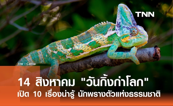 14 สิงหาคม 2569 "วันกิ้งก่าโลก" เปิด 10 เรื่องน่ารู้ของกิ้งก่า สัตว์นักพรางตัวแห่งธรรมชาติ