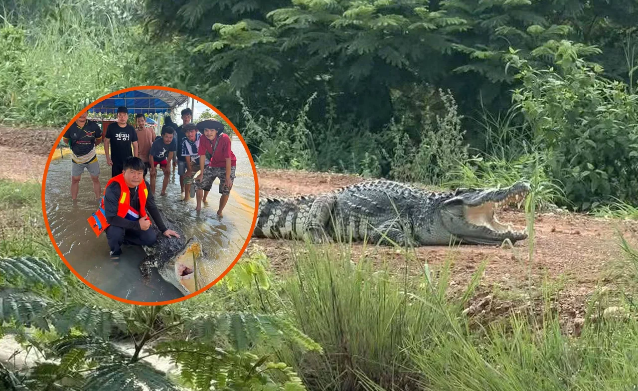 สิ้นสุดการเฝ้าระวัง จับจระเข้กว่า 2 เมตรที่ฉะเชิงเทรา