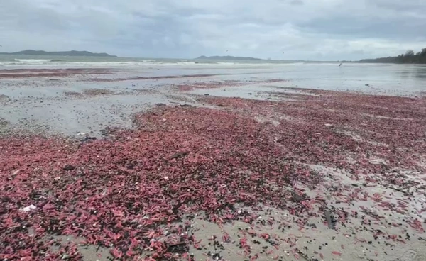“ปลิงชมพู” นับล้านตัวเกลื่อนหาด "ดร.ธรณ์" ชี้ไม่ใช่สัญญาณแผ่นดินไหว
