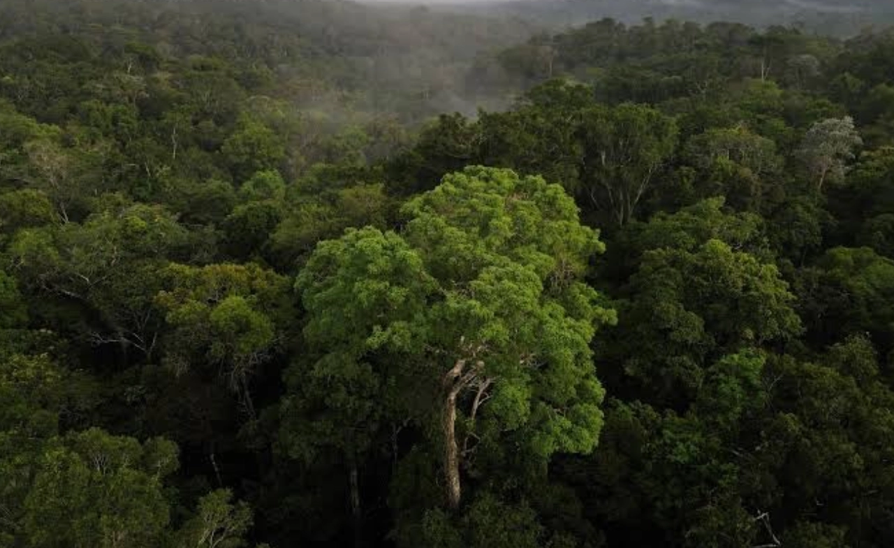 UN เตือนทั่วโลก เร่งกู้ป่าก่อนสายเกินแก้ ชี้ป่าหายไปกว่า 3,000 ล้านไร่