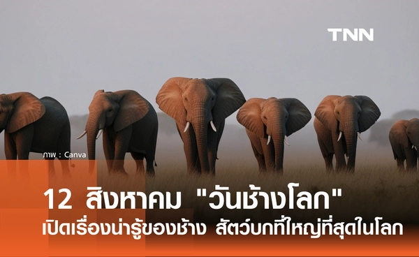 12 สิงหาคม 2569 "วันช้างโลก" รู้จักความสำคัญของช้าง พร้อมเรื่องน่ารู้ของสัตว์บกที่ใหญ่ที่สุดในโลก
