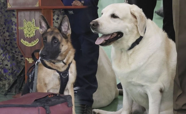 ส่องภารกิจ สุนัขตำรวจ K9 ตชด. ตรวจระเบิด-สะกดรอย สกัดลอบขนยาเสพติดข้ามชาติ