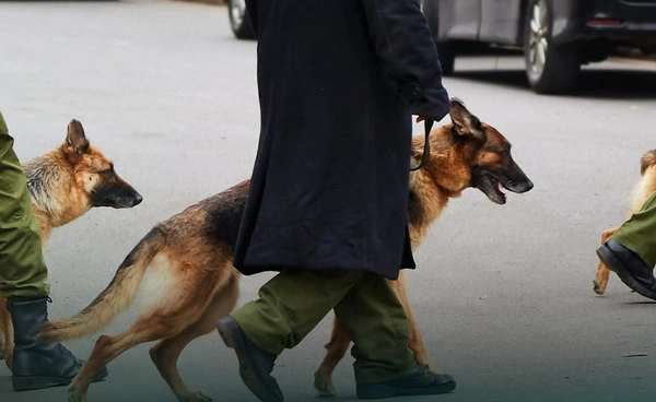 เจาะลึกชีววิทยา K9 "จมูกนักสืบ" กลไกมหัศจรรย์สุนัขดมกลิ่นตรวจค้นยาเสพติด